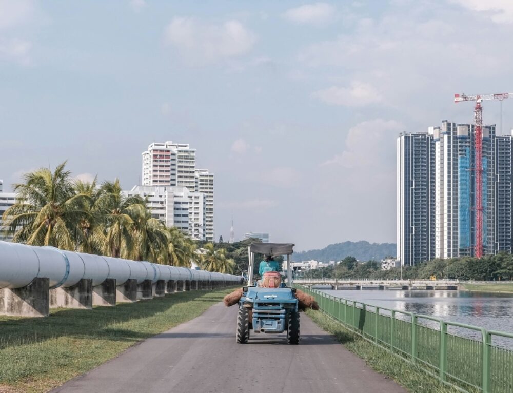 can-a-ltvp-pass-holder-work-in-singapore
