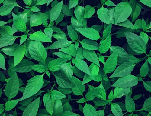 Global Investor Programme Singapore: Requirements, Process & Common Mistakes