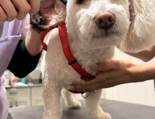 S Pass for Veterinary Technicians and Para-Veterinary Staff in Singapore: Eligibility, Quota and Application Guide